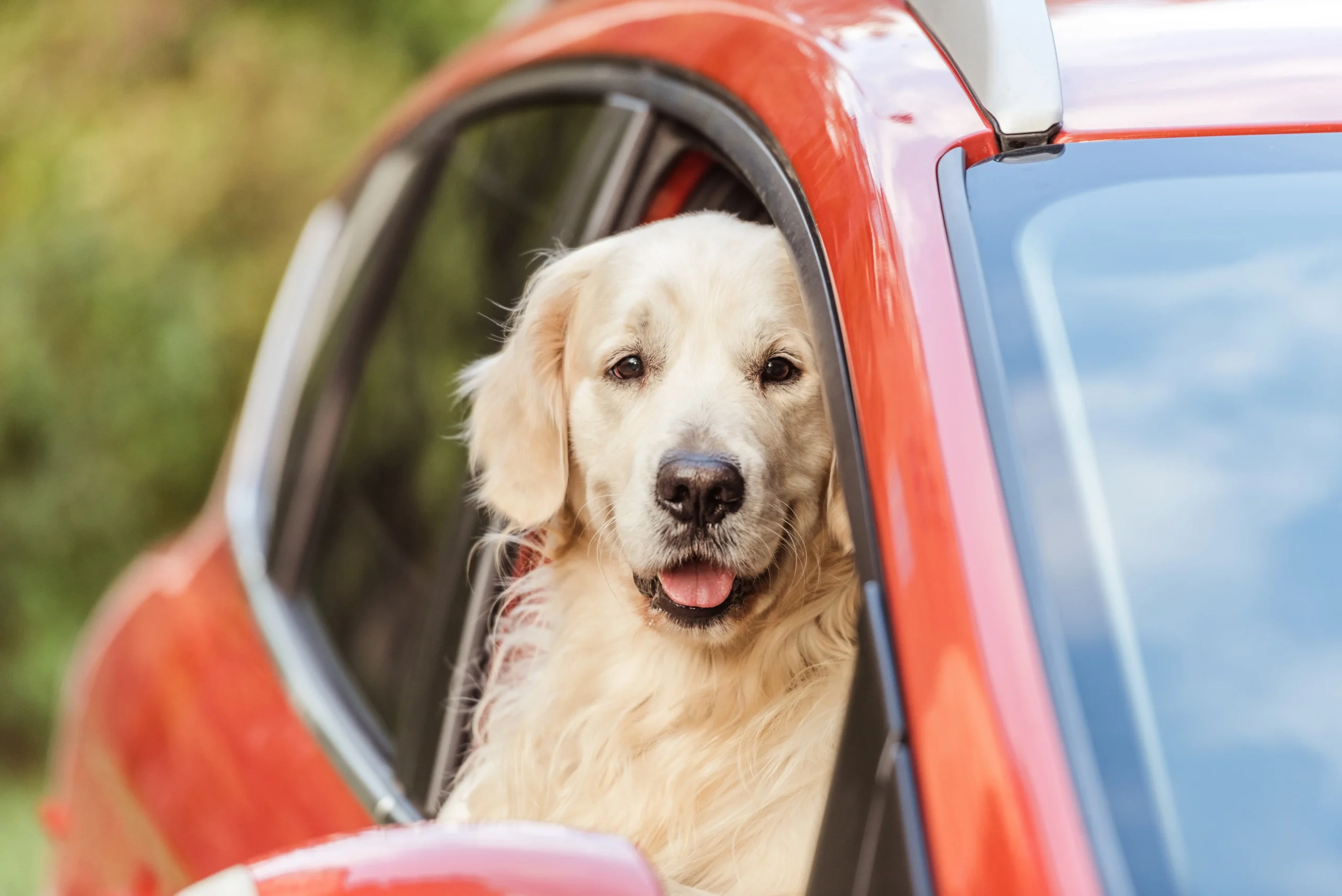 How to Keep Your Pets Safe in the Car